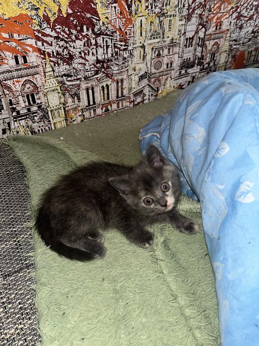 Отдам в хорошие руки