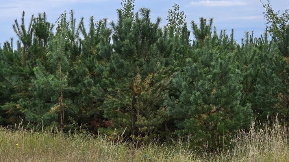 Сосны пушистые красивые