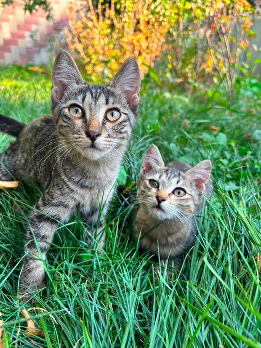 Котята ищут себе новый дом