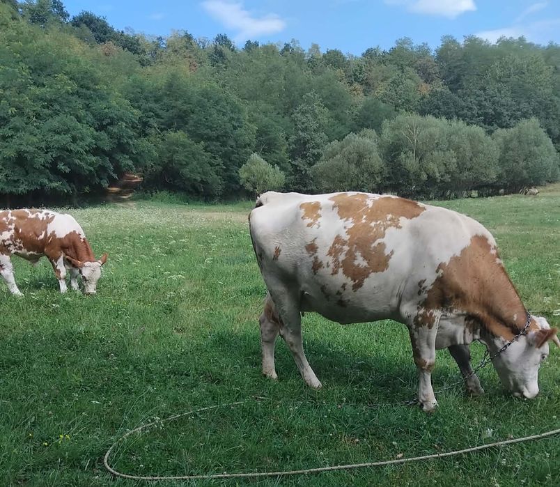 Vaca tânără cu vitel