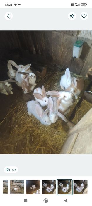 Vând iepurași și o iepuroaica