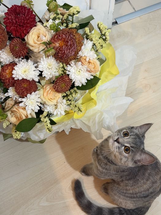 котенок 3 месяца
