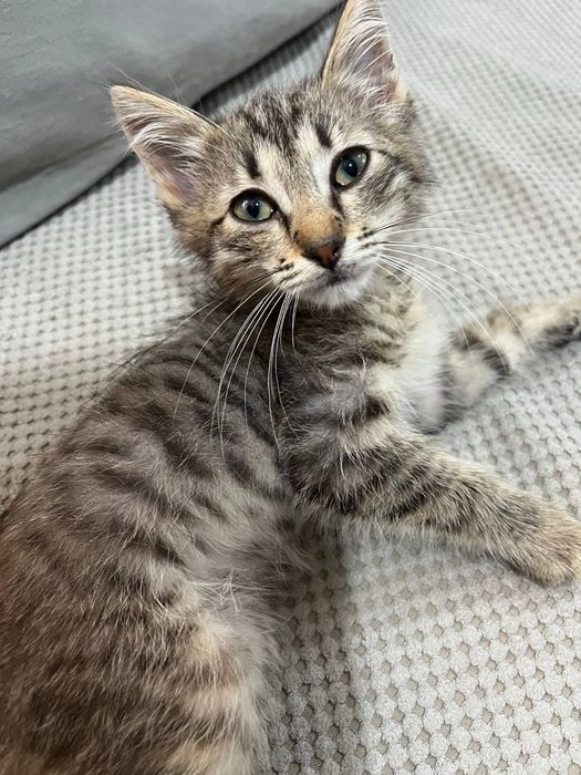 Котенок , мальчик , отдам в добрые руки !