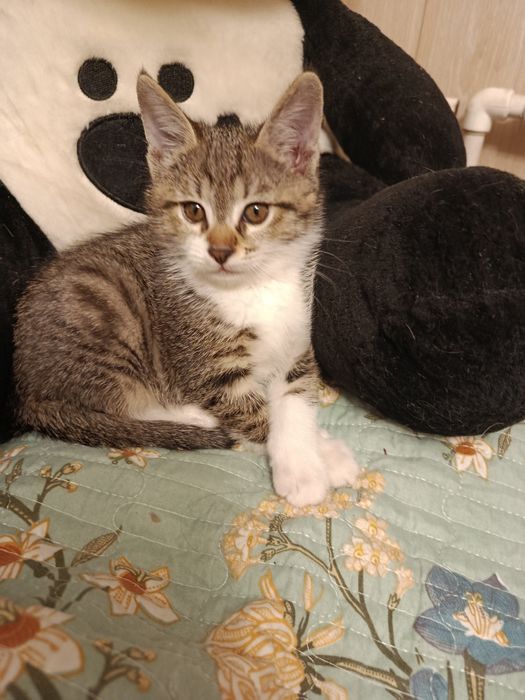 Пристраивается котёнок в добрые, ответственные руки