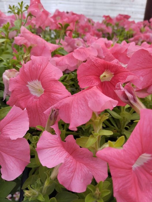 Продам рассаду цветов