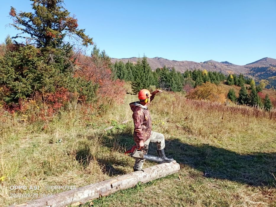 Спил аварийных деревьев