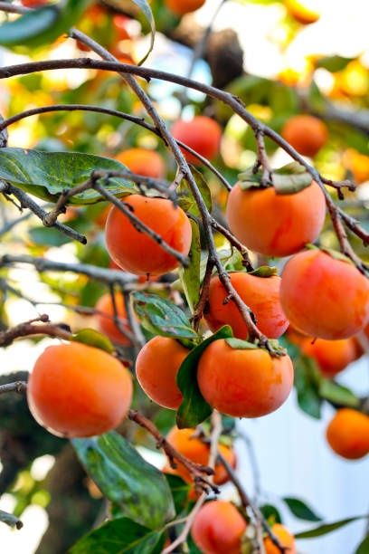 Pomi Exotici (Kaki )