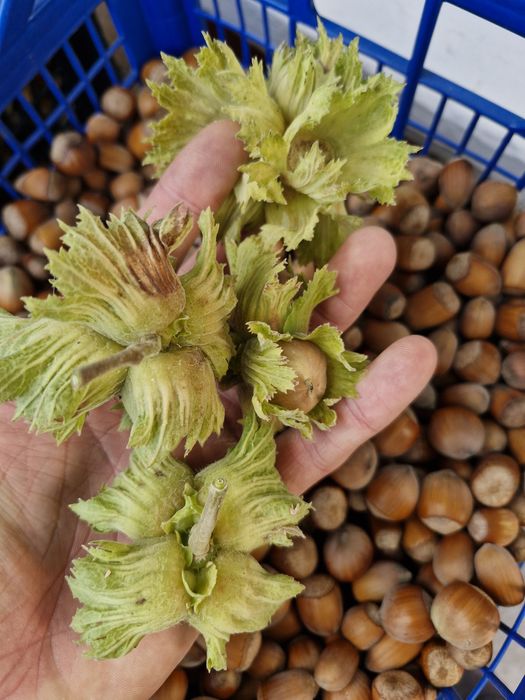 Miez de alune de pădure