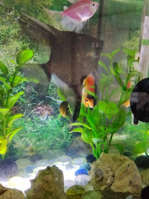 Декоративни Риби Скаларий