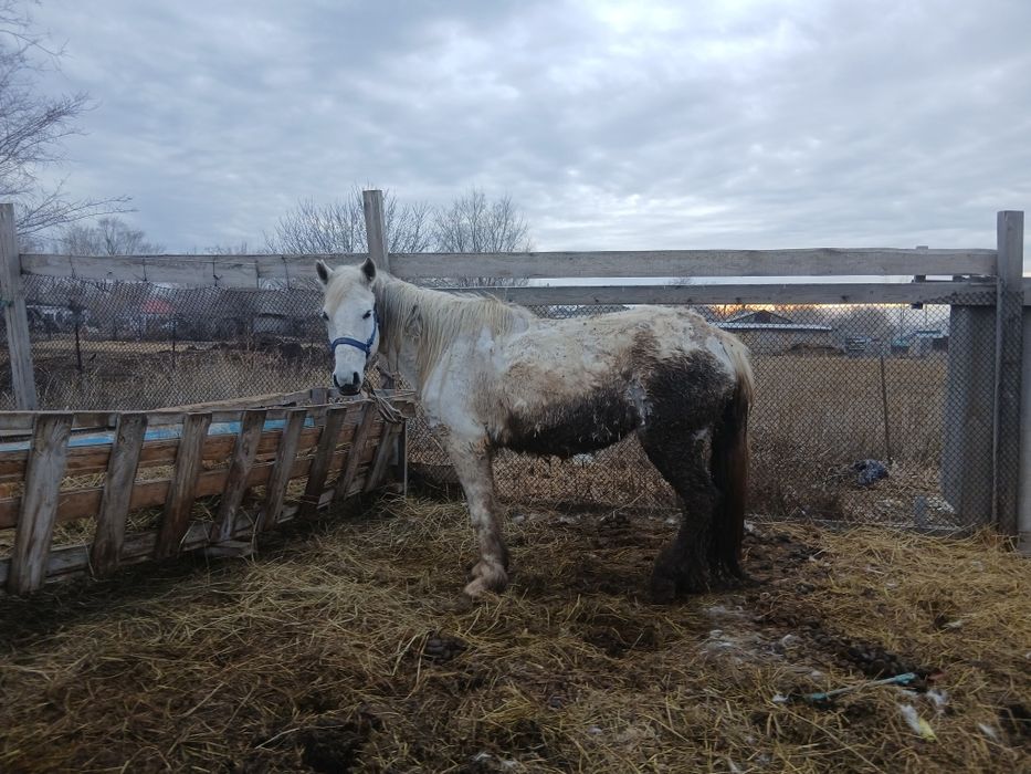 Бие ірі кобыла крупная.