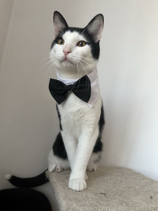 Simpaticul isi cauta o familie