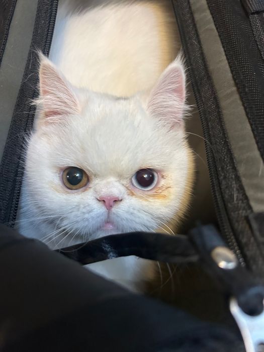 Предлагается кот на вязку.