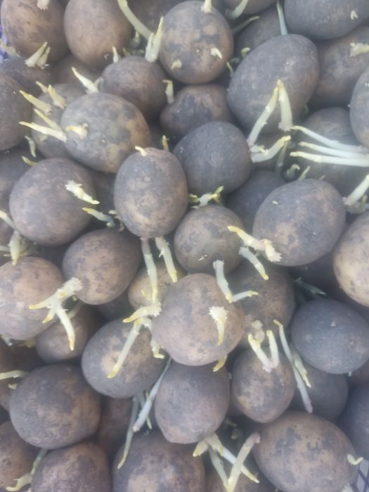 Kartoshka urugʻlik.sotamiz