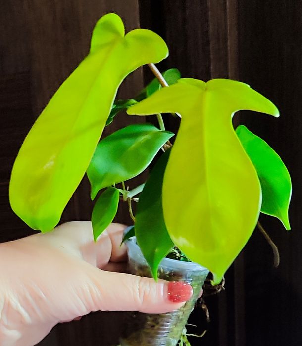 Филодендроны разных сортов