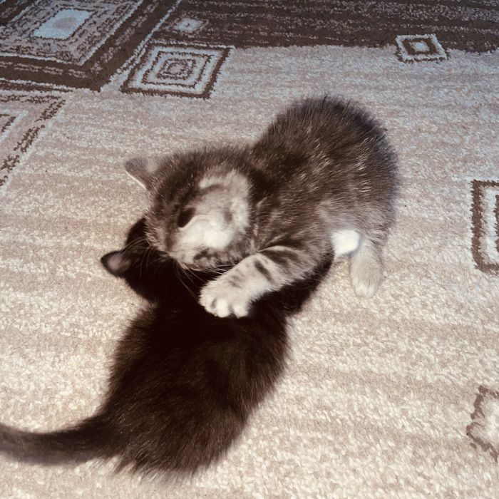 Бесплатно отдам КОТЯТ