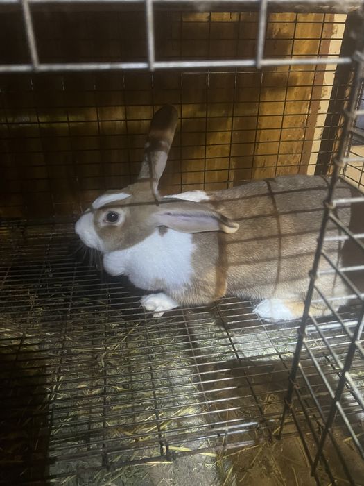 Iepuri de vanzare haycol francez