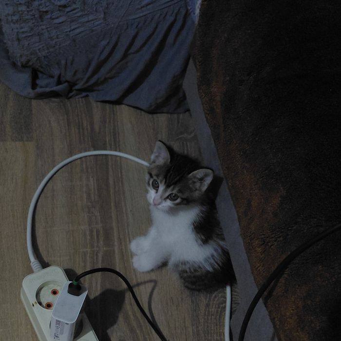 Продам котят 3 девочки