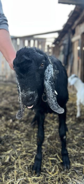 Vând țap agronubian