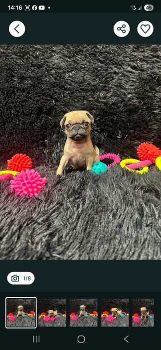 Pug , Mops 6 săptămâni.