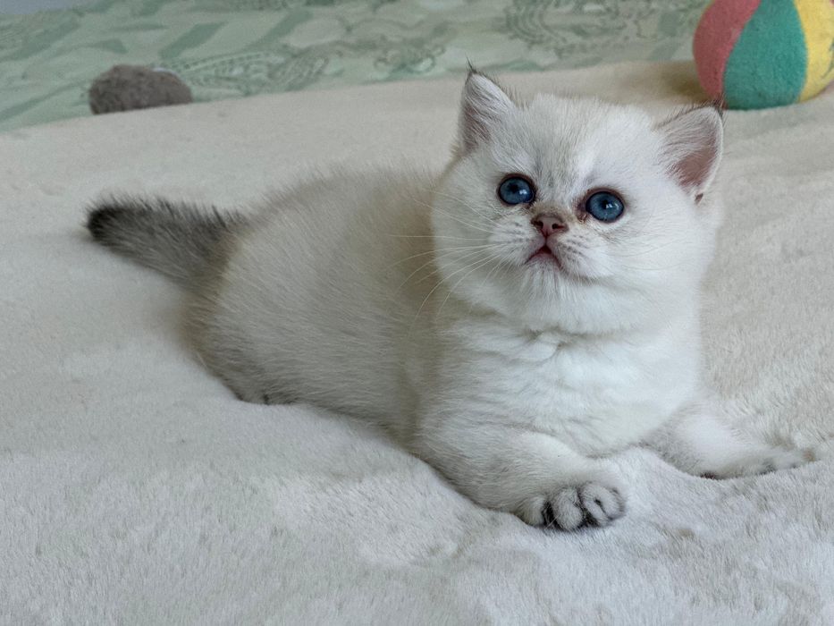 British  silver shaded point