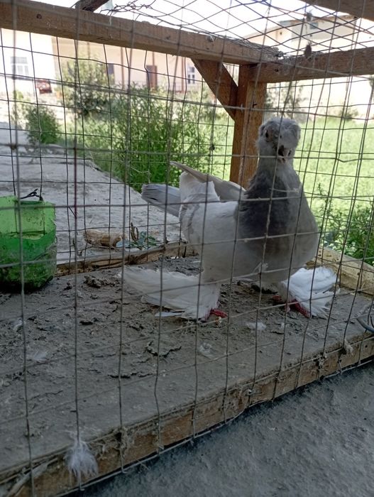Samez kaptar sotiladi tozasi