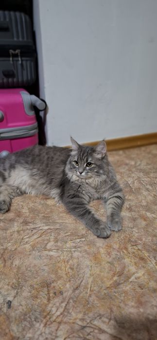 Кот мейн кун пароды