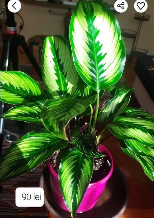 Flori & plante tropicale Calathea , Maranta si Ctenanthe.