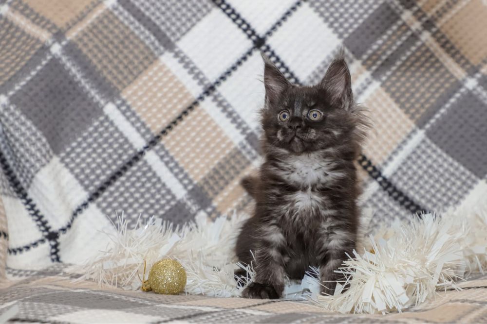 Кошечка породы мейн кун, окрас серный дым