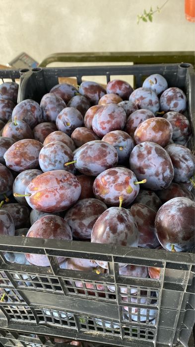 De vanzare, prune victoria