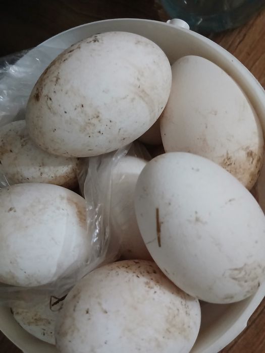 Vând oua de gâscă Toulouse