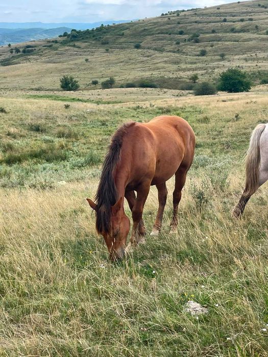 Manza sarga de 1 an de vanzare