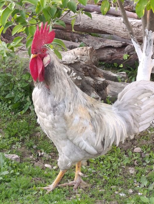 Xoʻroz 1 yosh sotiladi oʻtkan yilgi joʻja