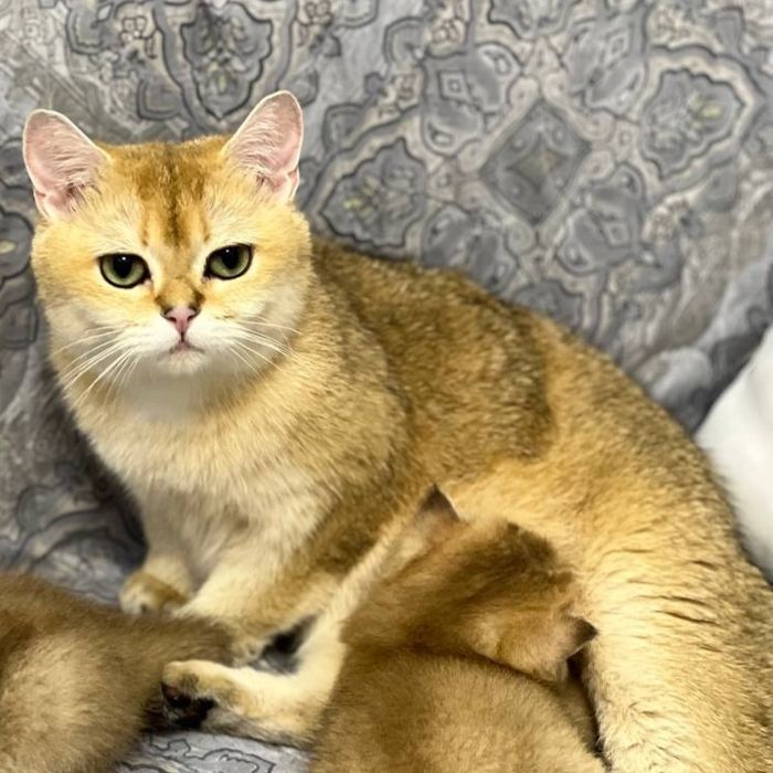 Шикарный чистокровный мальчик,британская золотая шиншилла. ,