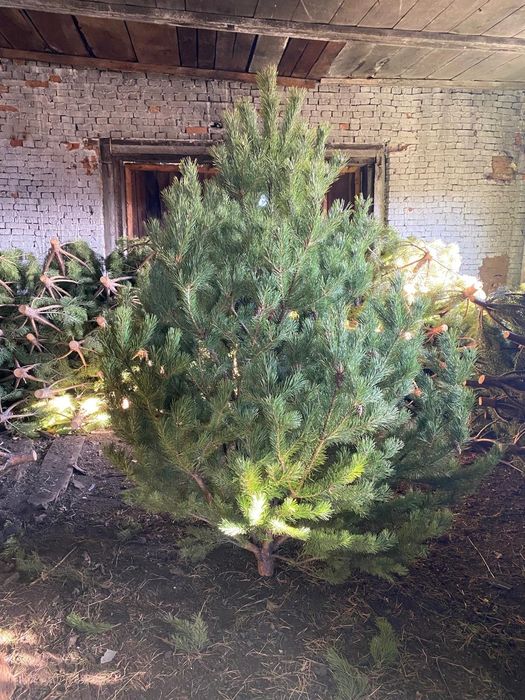 Ёлка сосна новогодняя