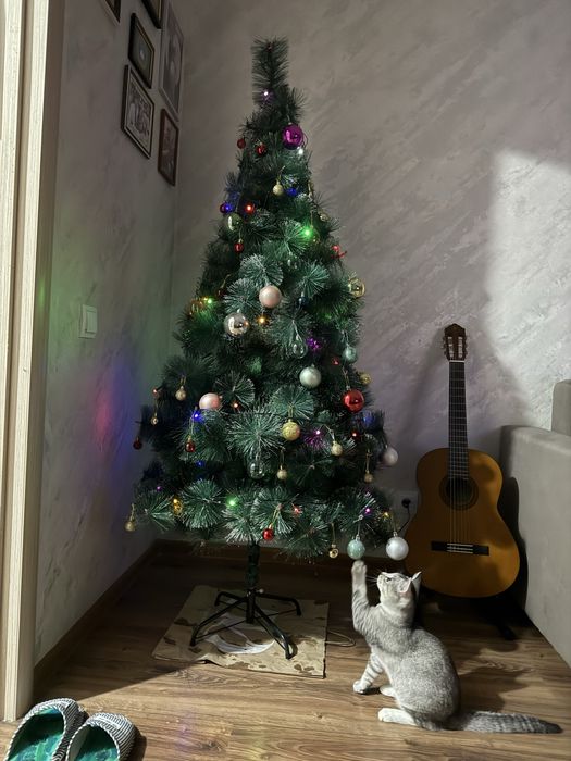 Продам котенка шиншила