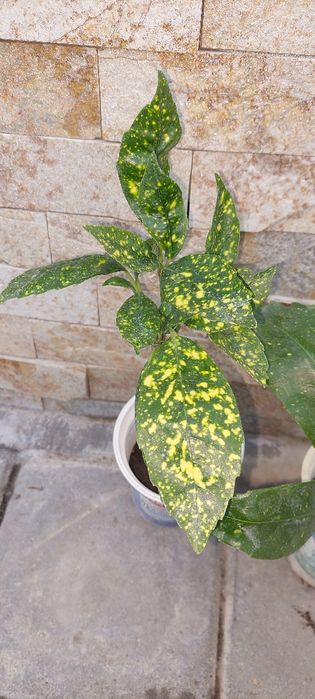 Банан Муса студоустойчив Глициния Вистерия Текома Лоницера