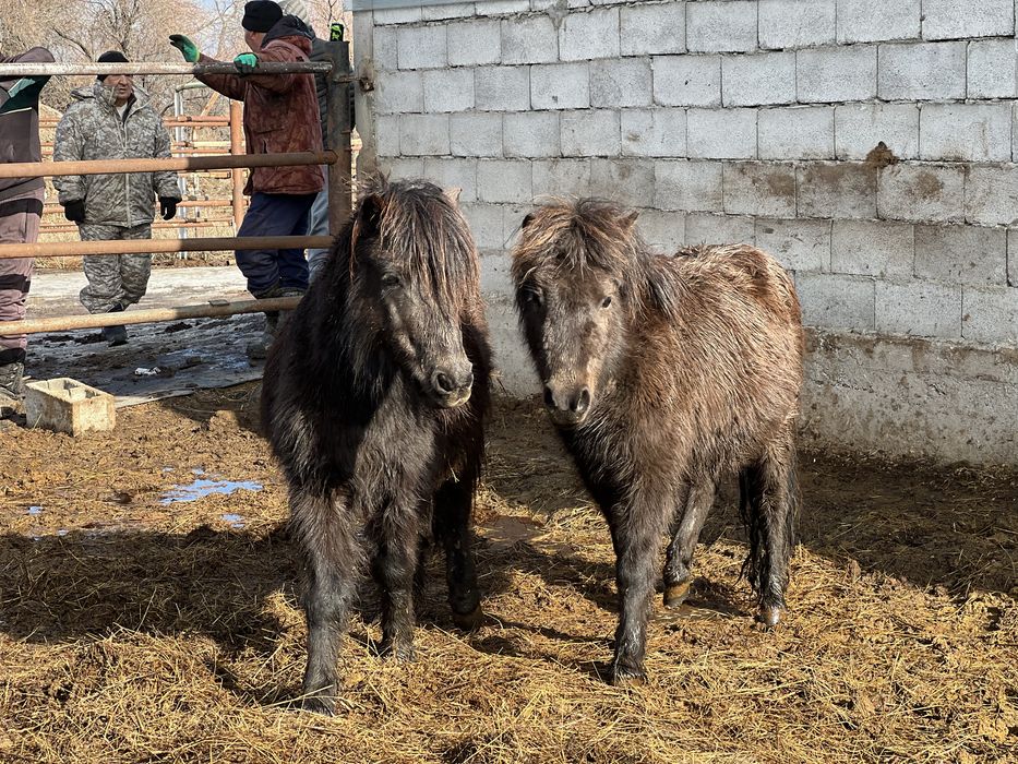 Пони еркек ұргашы 5/6 жасар