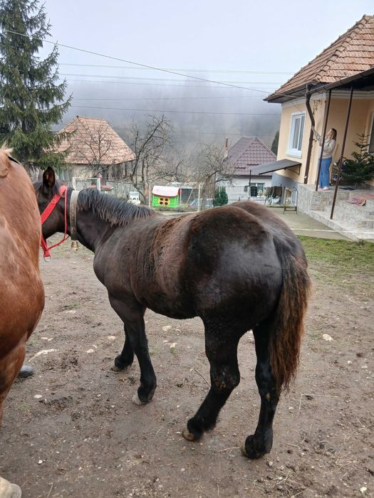 Vand manza de 9 luni