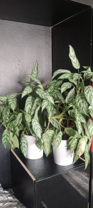 Комнатные цветы адаптированные