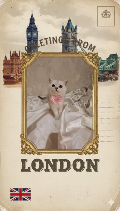 Котята шиншилла серебро