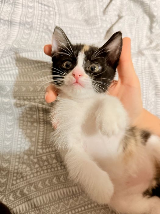 Будет отдан  в хорошие руки