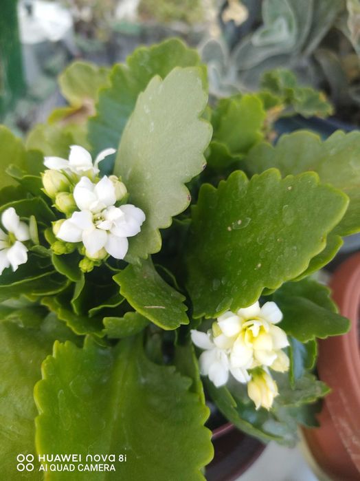 Сансивиера на гол корен