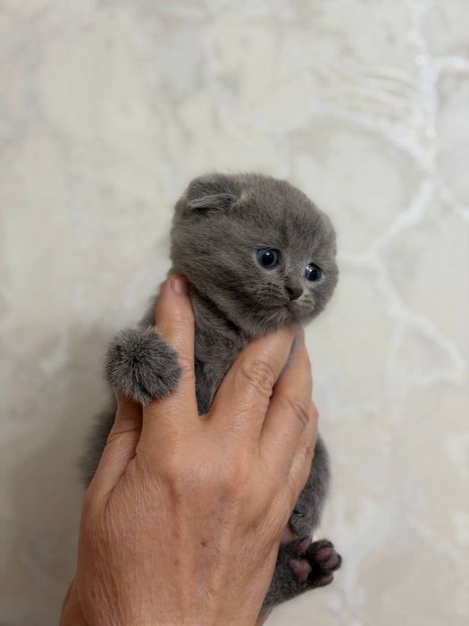 Мушук боласи,котенок