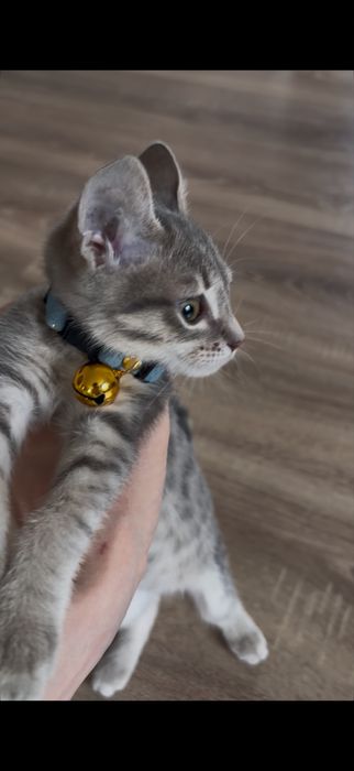 3 месячный котенок