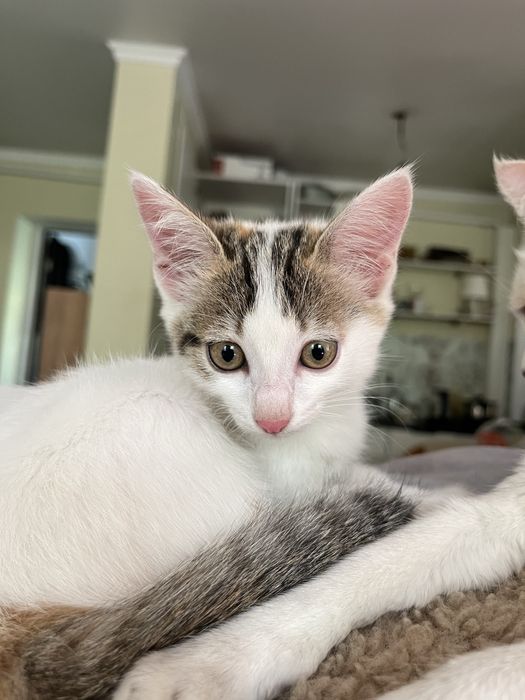 Отдам котят и кошку