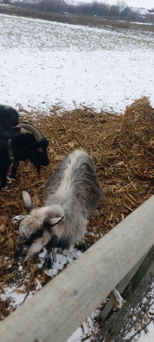 Vand doua capre gestante