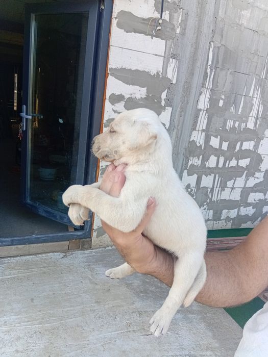 Labrador Retriver