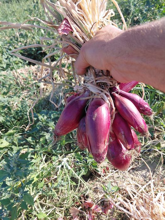 Ceapă roșie de apă