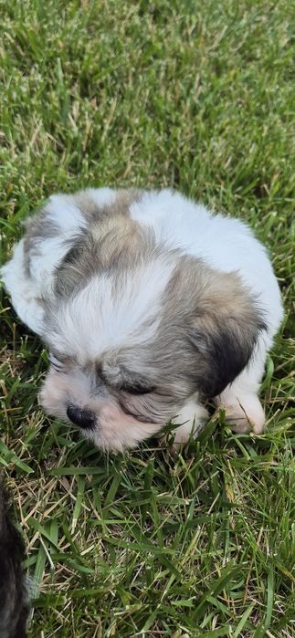 Bichon maltez fetite