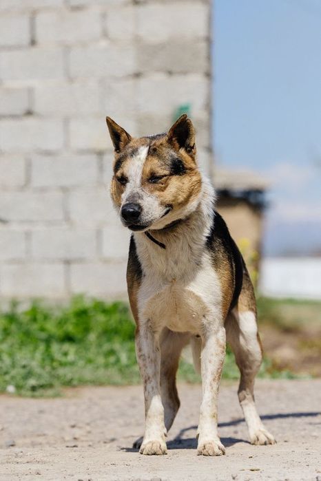 Мальчик Ричи ищет дом!